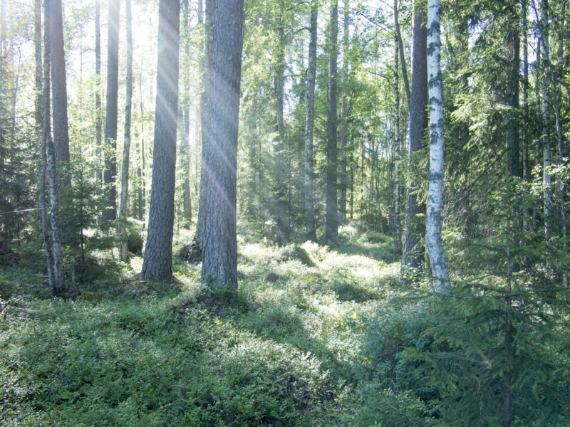 Kylmäuutettu kerkkäsiirappi - Image 2